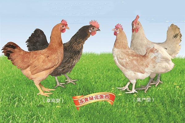 苏禽绿壳蛋鸡